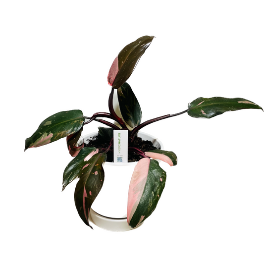 Edición limitada - Philodendron pink princess high variegation + macetero + mezcla para macetas