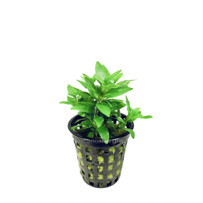 Staurogyne Repens Potted SRP