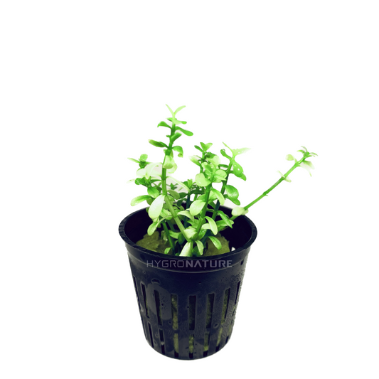 Bacopa Platinum Potted
