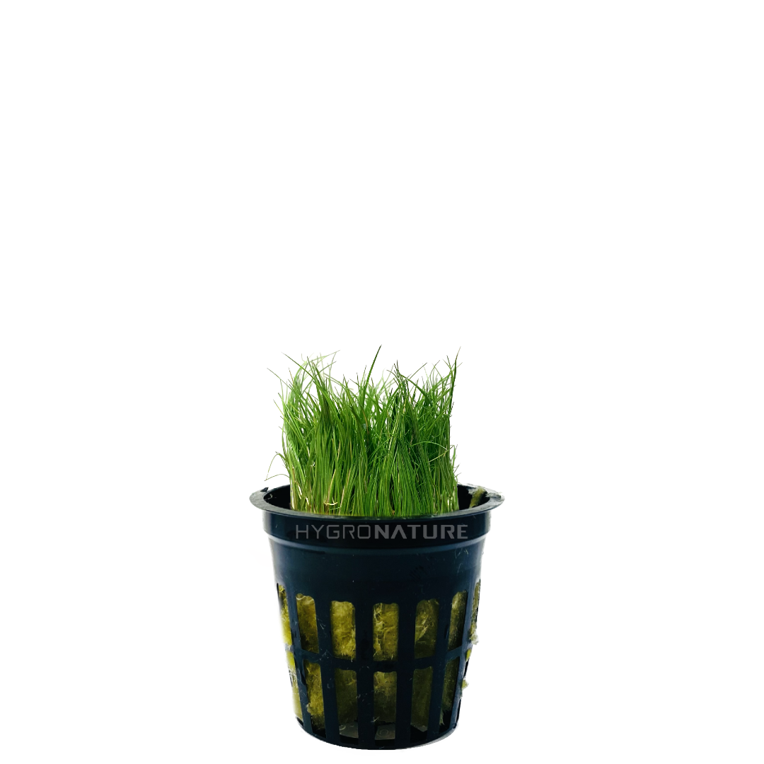 Dwarf Hairgrass Potted