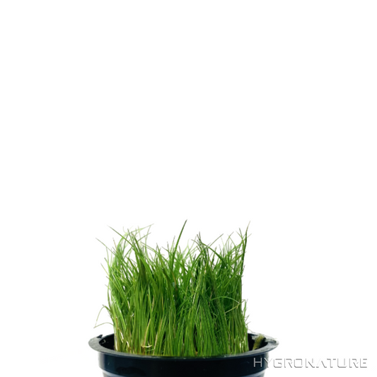 Dwarf Hairgrass Pot - HN 109