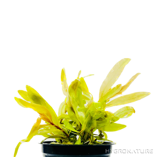 Ammannia pedicellata / Golden Nesaea Pot - HN 104