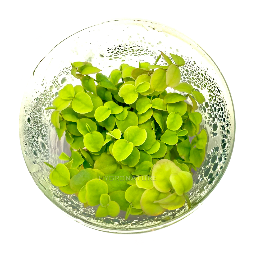 Red root Floater Tissue Culture ( Phyllanthus fluitans )Aquatic Floating Plants