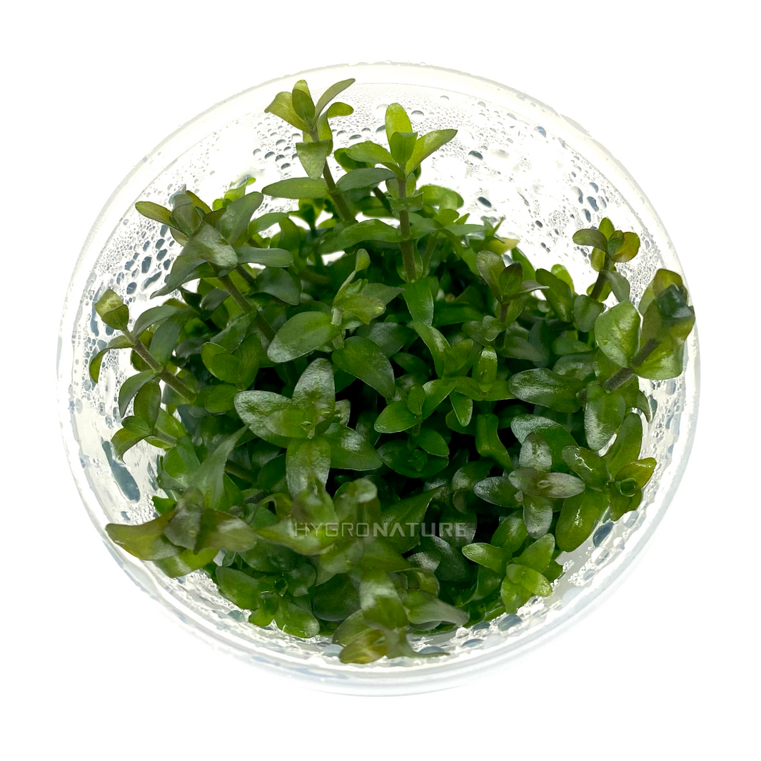 Care Guide: Bacopa salzmannii Purple – HYGRONATURE