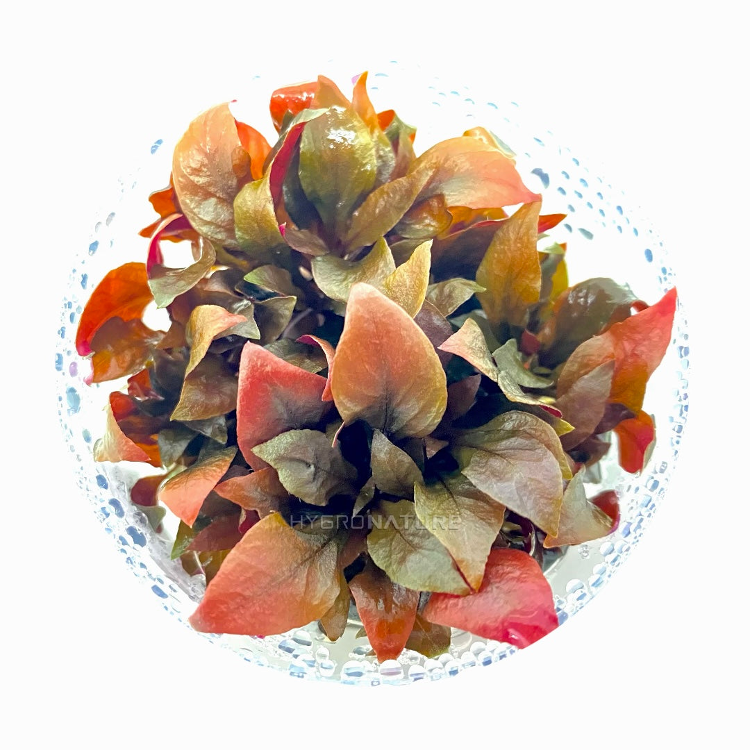 Care Guide: Cryptocoryne Flamingo AKA Crypt Pink Flamingo – HYGRONATURE