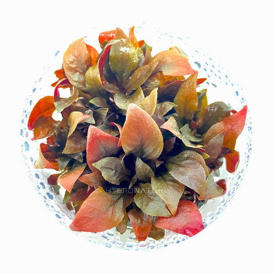 Cultivo de tejidos de Alternanthera Reineckii rosaefolia