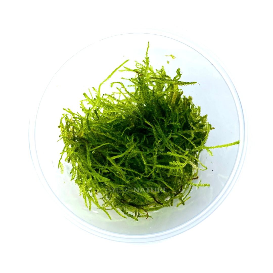 Vesicularia montagnei 'Christmas Moss' - moss cup - HN 0011