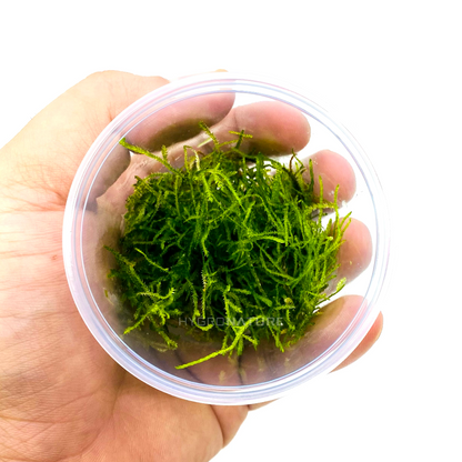 Vesicularia montagnei 'Christmas Moss' - moss cup - HN 0011