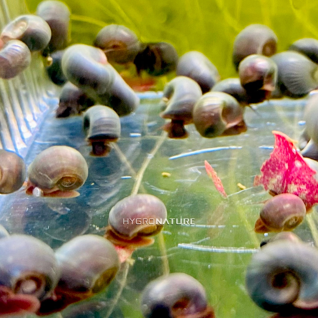 生きたブルーベリーブルーラムズホーンカタツムリ淡水生きた水生カタツムリ、藻類を食べる素晴らしい掃除屋送料無料