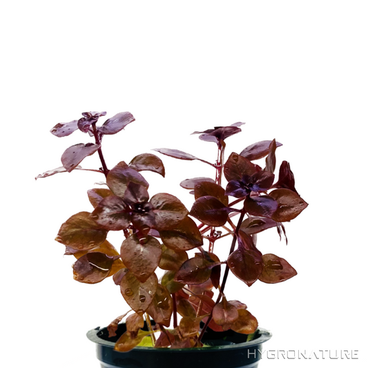 Ludwigia Super Red Mini Pot