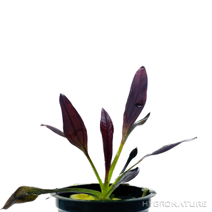 Echinodorus Aflame (Purple Knight Sword) Small Potted EAFLP