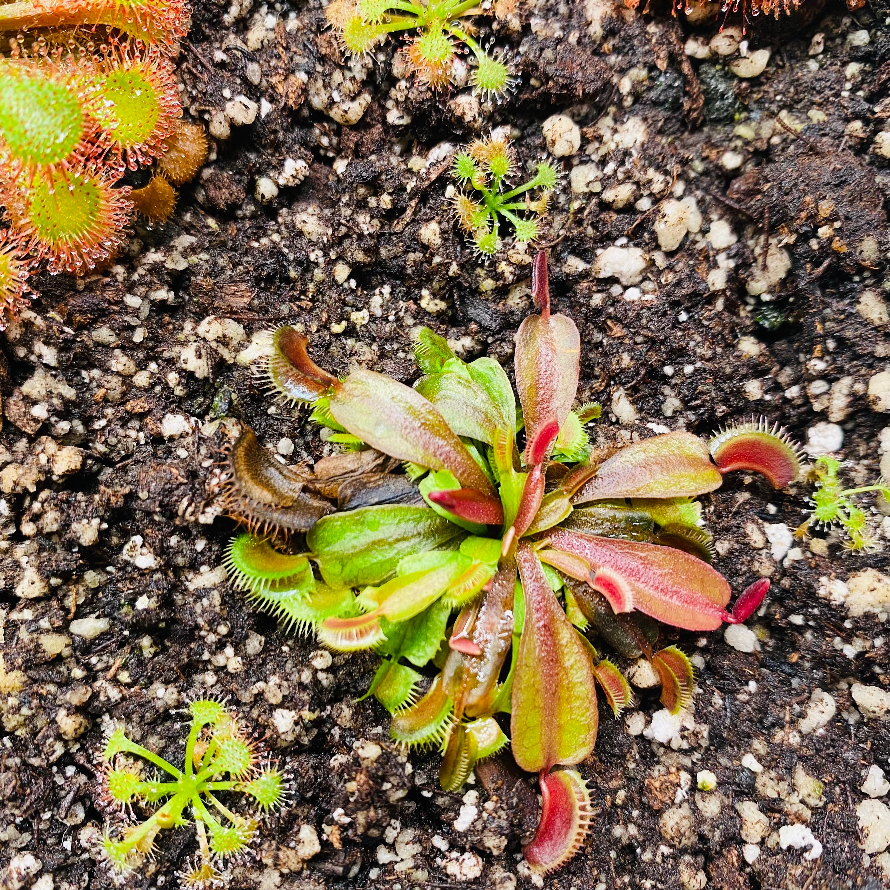 生きた食虫植物 Dionaea Muscipula「FTS マルーン モンスター」ハエトリグサ – HYGRONATURE