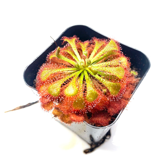 Live Carnivorous Plants Sundew Drosera scarlet tears HYGRONATURE