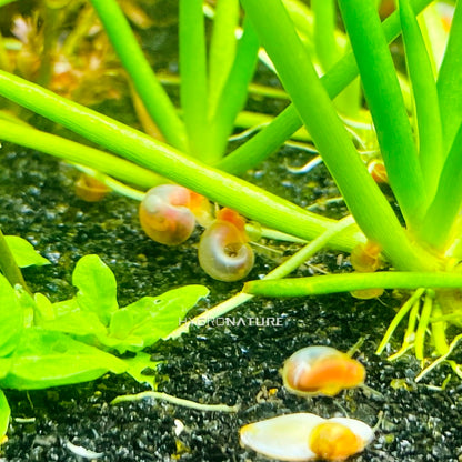 Live Pearl Pink Ramshorn Snail - Freshwater Live Aquatic Snails, Great Algae eaters and Scavengers FREE SHIPPING HYGRONATURE