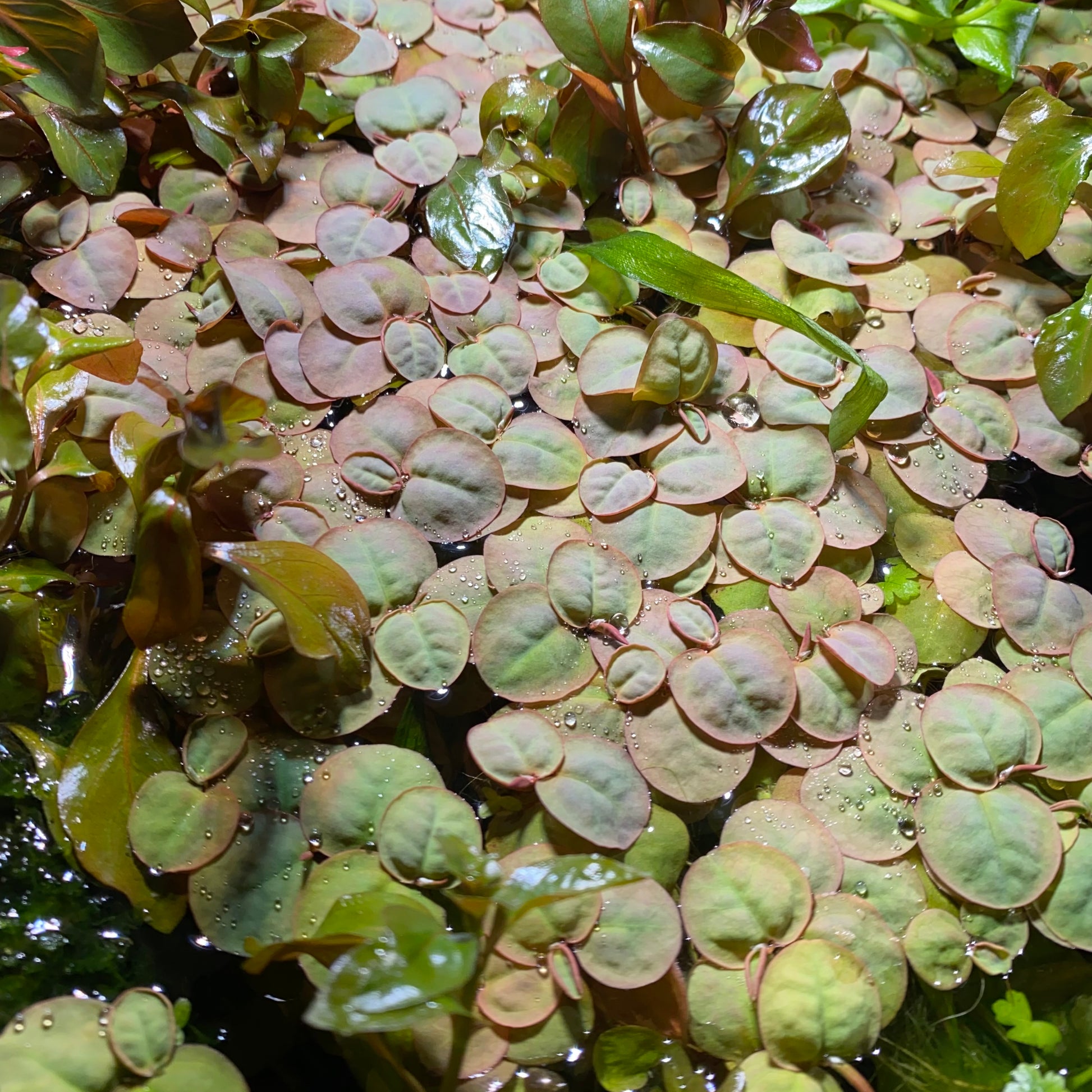 Red root Floaters Tissue Culture ( Phyllanthus fluitans )Aquatic Floating Plants