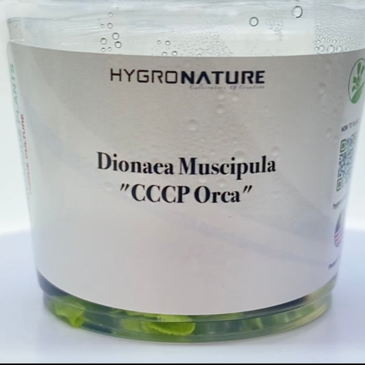 Dionaea muscipula "CCCP Orca" Cultivo de tejidos Venus atrapamoscas