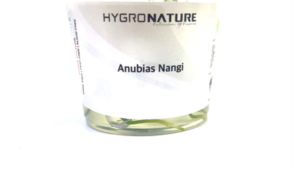 Anubias Nangi Tissue Culture
